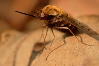 Dlouhososka hnedoskvrnna - Bombylius discolor 6937